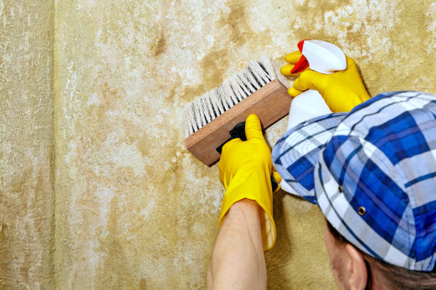 Trusted Bradner, OH Mold Removal Experts